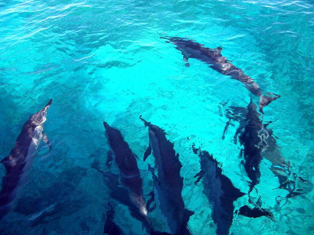 Pod of dolphins swimming in turquoise water