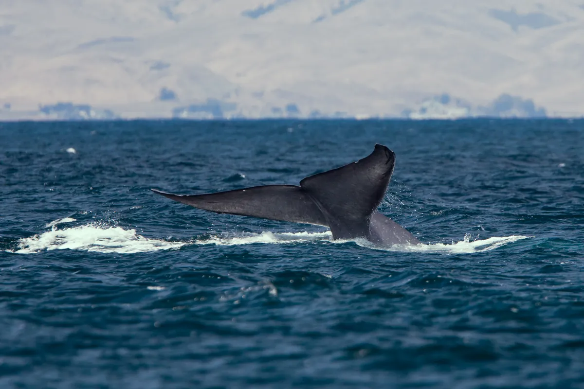 Humpback whale tail during migration season