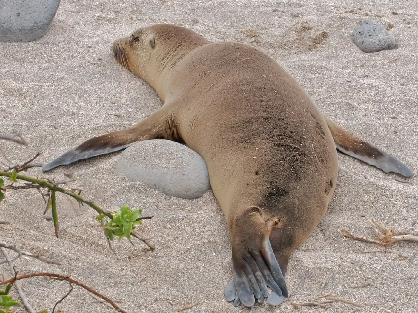 Sea lion resting near Los Islotes, La Paz