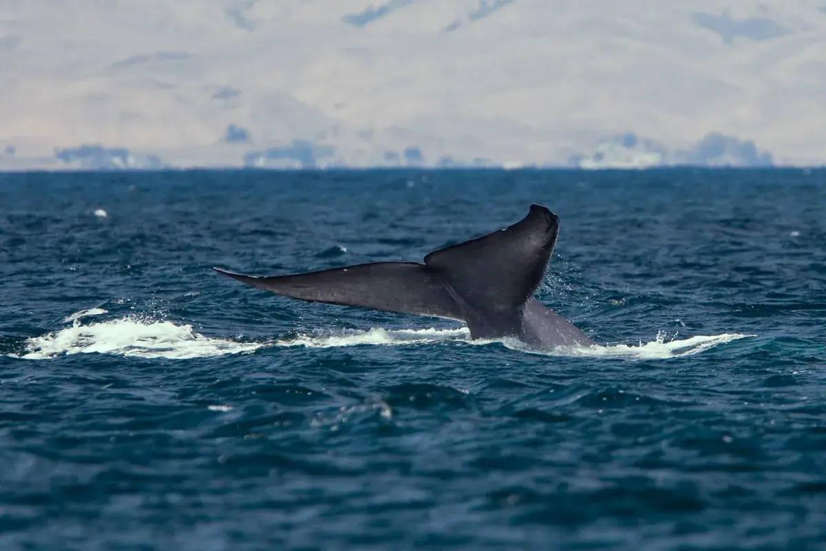 Humpback whale at the surface