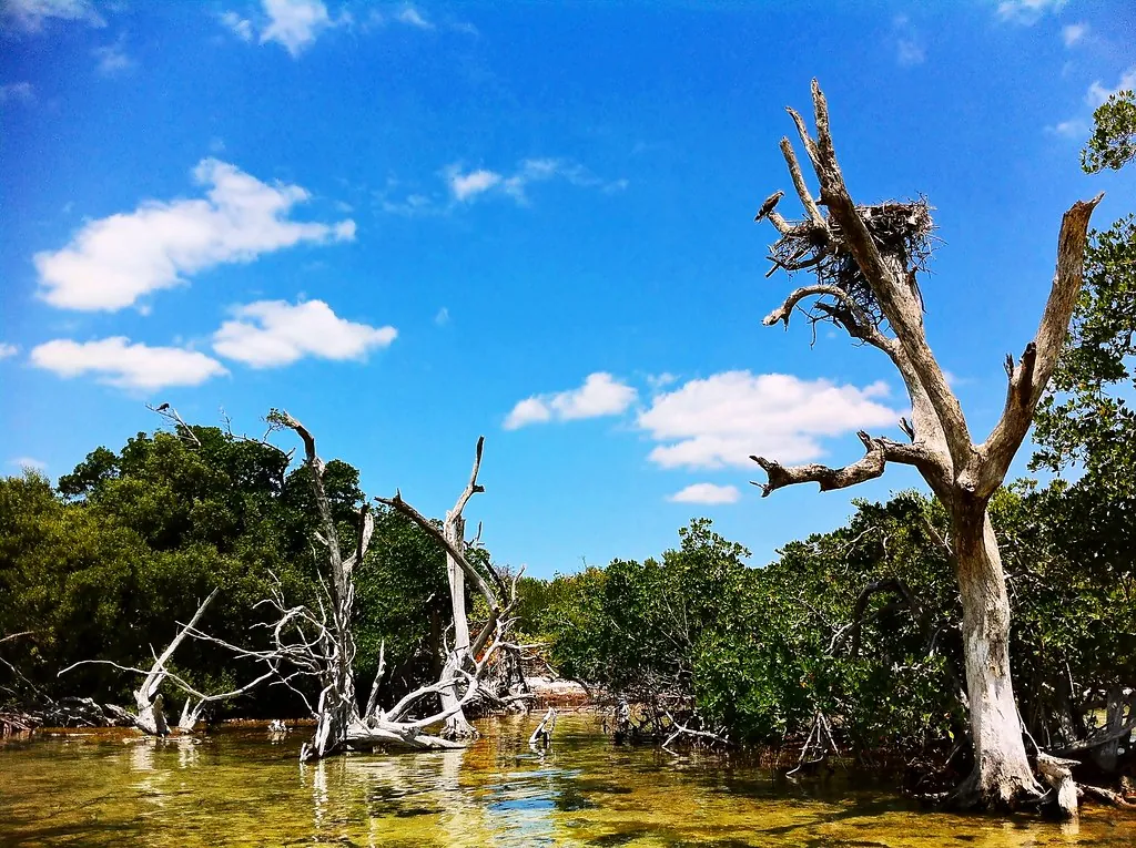 Exploring the mangroves