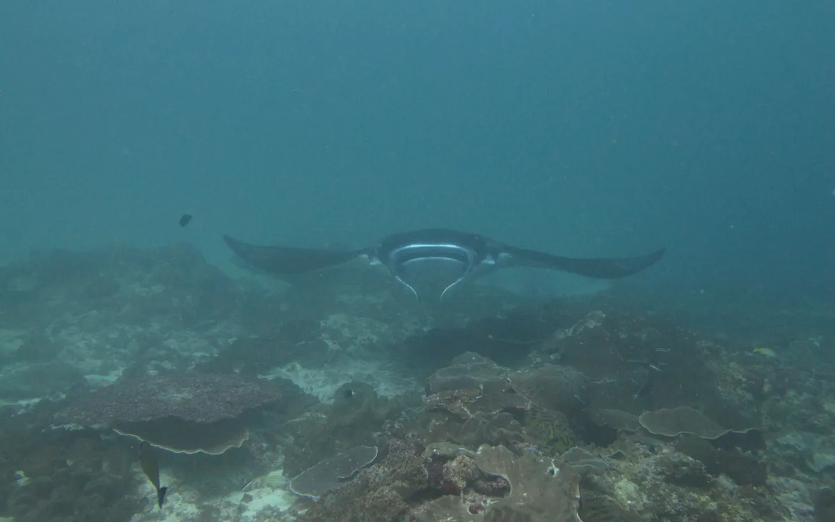 Manta ray gliding over a reef