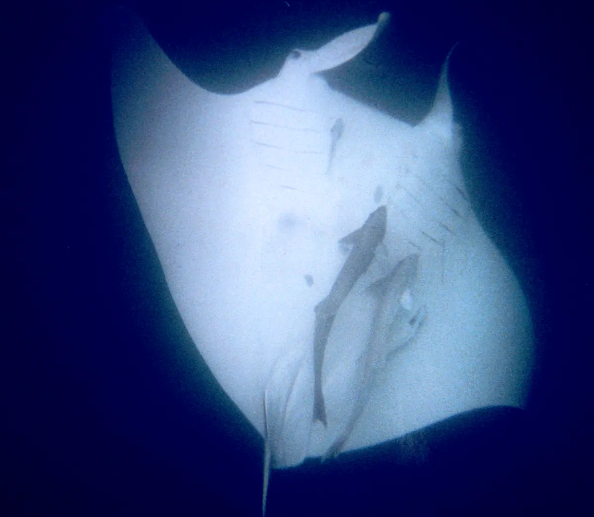 Mobula ray gliding underwater