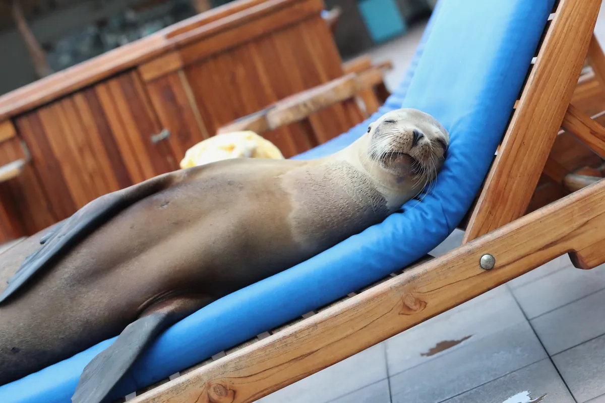 Sea lion resting near Los Islotes