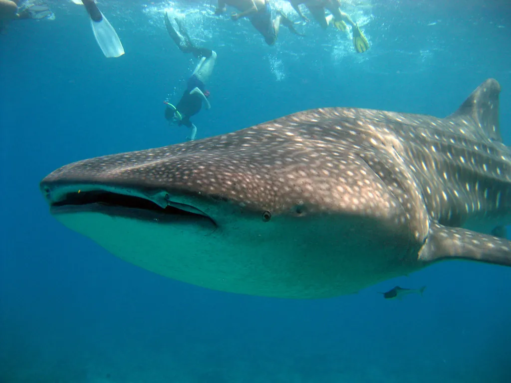 Whale shark swimming alongside snorkelers